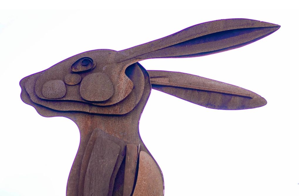 Sir Hare is coming home