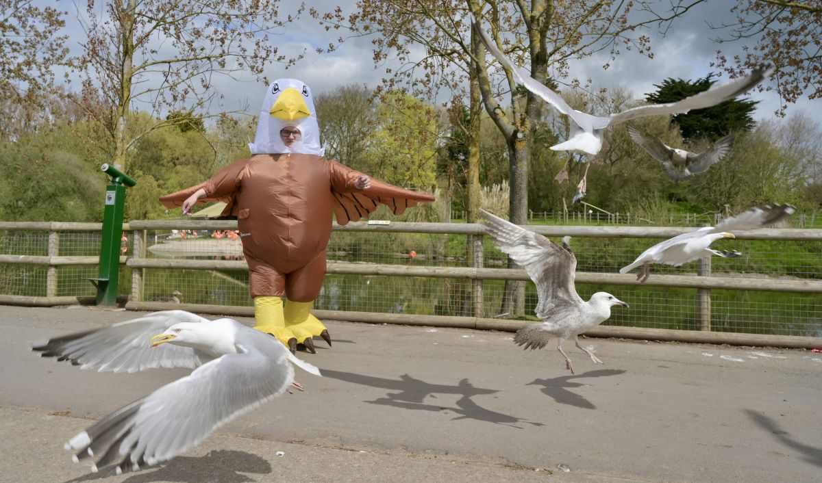 ICG Agency flies into action for viral Blackpool Zoo story